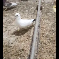 کفتر دم سیاه|پرنده|باخزر, |دیوار