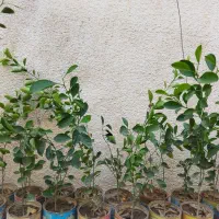 نهال لیمو ترش|گل و گیاه طبیعی|برازجان, |دیوار