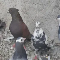 ۳ تا شکار
