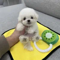 مالتیپو فسقلی|سگ|قم, سیدان|دیوار