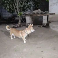 سلام سک پاکوتاه فروشی