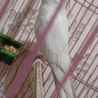 عروس هلندی شرط تخم|پرنده|کرخه, |دیوار