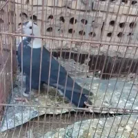 کفتر کلاغ کربلایی سیاه رنگه المانی سرخ  سار سرور