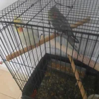 عروس هلندی باقفس