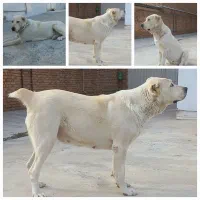 آلابای ۳ ساله از نسل اورس قهرمان وارداتی