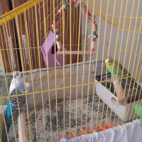 مرغ عشق جوان|پرنده|الوند, |دیوار