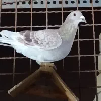 کبوتر پرشی بوم