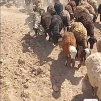میش داشتی افشاری