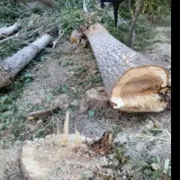 خریدار سپیدار