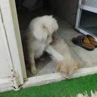 دو عدد توله شیتزو