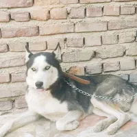 هاسکی|سگ|زاهدان, |دیوار