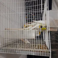 با سلام ی جفت عروس|پرنده|مشهد, شهرک مهرگان|دیوار