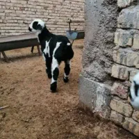 بره شیر خوار سینم