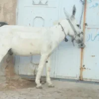 الاغ باربر وآرام