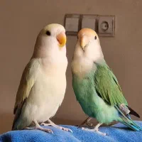 طوطی برزیلی مولد