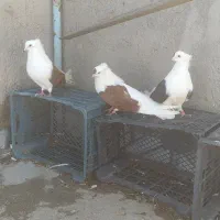 سلام سه عدد پشتی فروشی