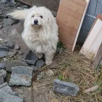 سگ پاکوتاه نر|سگ|املش, |دیوار