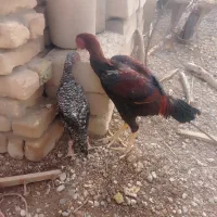خروس لاری جوجه لاری فروشی