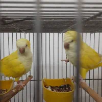 جفت راهب زرد جوان