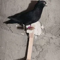 کبوترباختی مرودشت