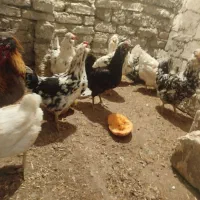 تخم‌مرغ نطفه دار گلین پنگوئنی