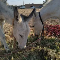 خر جوان|حیوانات مزرعه|شهرضا, |دیوار