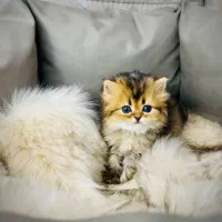 گربه لانگ هیر دختر و پسر