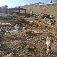 فروش غاز و قوغاز بوقلمون