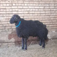 بره قوچ فروشی