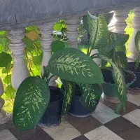 گل دیفن باخیا