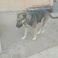 سگ سرابی ماده چهار ساله