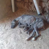 سگ با دو کوچوک