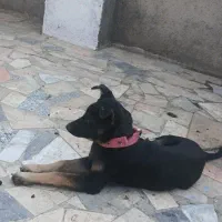 توله ژرمن کلاسیک|سگ|مشهد, امین آباد|دیوار