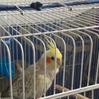 طوطی عروس|پرنده|فومن, |دیوار