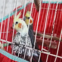 عروس هلندی جفت