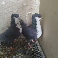 ماده ریش سیاه م خ ا م لوتان|پرنده|چابهار, |دیوار