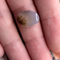 شجر های خاص