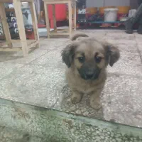 سلام سگ شیتزو|سگ|مشهد, شهید معقول|دیوار