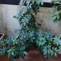گل شفلرا|گل و گیاه طبیعی|سردشت, |دیوار