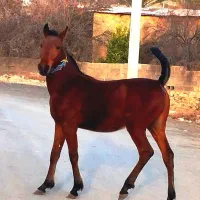 اسب مادیون به همراه کره|اسب و تجهیزات اسب‌سواری|بوشهر, |دیوار