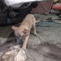 باسلام سگ مالینویز