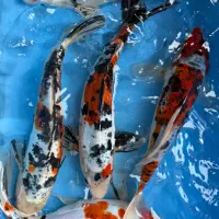 کوی ماهی دویتسو و اصیل