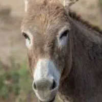 الاغ پیدا شده