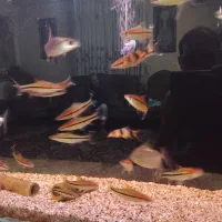 ماهی زینتی|ماهی|ری, دولتآباد|دیوار