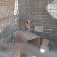 کبوتر