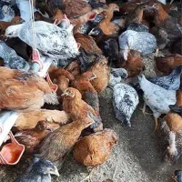 جوجه مرغ گلپایگانی