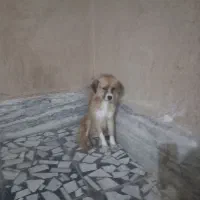 سگ پاپی|سگ|اصفهان, دستگرده|دیوار