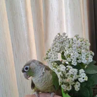 طوطی گرینچینگ ماده|پرنده|کرمان, |دیوار