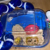 همستر|موش و خرگوش|تبریز, |دیوار