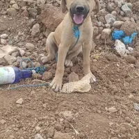 توله ماده سراب